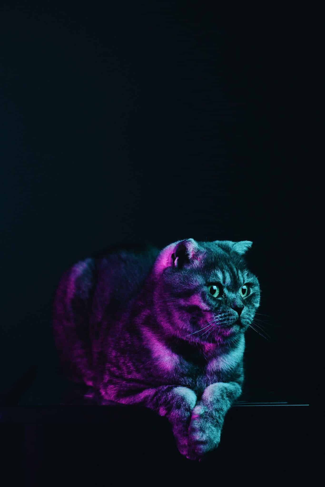 Featured image for “Ansvarsfull intelligens – Etisk AI inom veterinärvetenskapen”